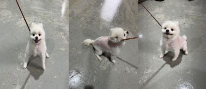부산동물보호센터_426325202300067